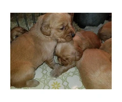 Golden Retriever Puppies All feature AKC registration - 3