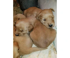 Golden Retriever Puppies All feature AKC registration - 4