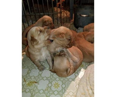 Golden Retriever Puppies All feature AKC registration - 5