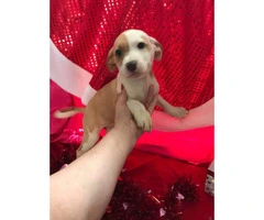 10 week old Mini Aussie / Boxer puppy
