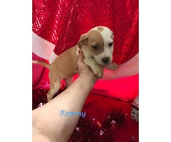 10 week old Mini Aussie / Boxer puppy - 2