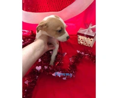 10 week old Mini Aussie / Boxer puppy - 4