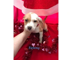 10 week old Mini Aussie / Boxer puppy - 5