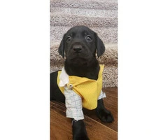 3 black lab male puppies available - 1