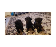 3 black lab male puppies available - 2
