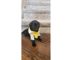 3 black lab male puppies available - 3