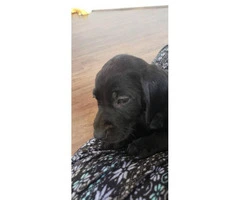 3 black lab male puppies available - 4