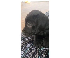 3 black lab male puppies available - 5