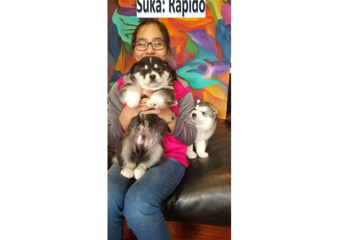 Alaskan Malamute pups , 3 puppies left