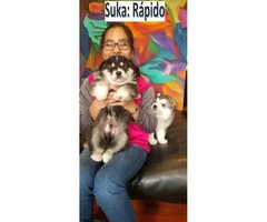 Alaskan Malamute pups , 3 puppies left