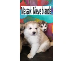 Alaskan Malamute pups , 3 puppies left - 3