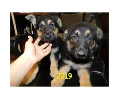 2 months old German shepherd puppies 4 females available - 1