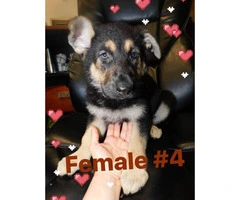 2 months old German shepherd puppies 4 females available - 2