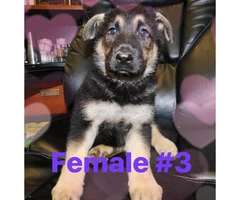 2 months old German shepherd puppies 4 females available - 4