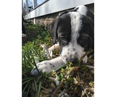 Great Dane/ Great Pyrenees Mix Puppies - 2