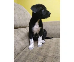 Great Dane/ Great Pyrenees Mix Puppies - 6