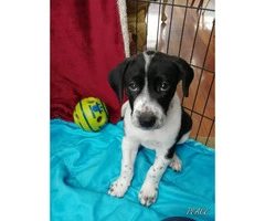 Great Dane/ Great Pyrenees Mix Puppies - 7