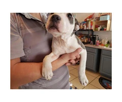 3 month old Pitbull/American Terrier $250 - 2