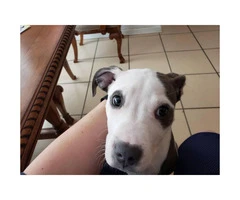 3 month old Pitbull/American Terrier $250 - 3