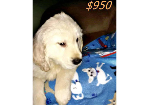 English cream Golden Retriever puppies. 9 weeks old