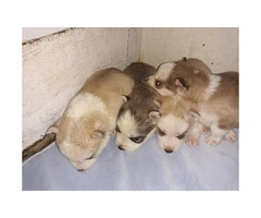 Siberian husky puppies local pick ups only