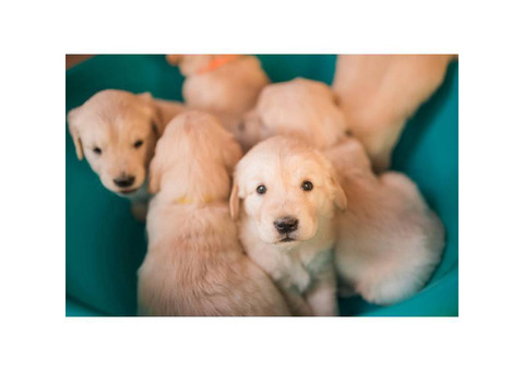 Purebred Golden Retriever puppies