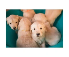 Purebred Golden Retriever puppies - 1