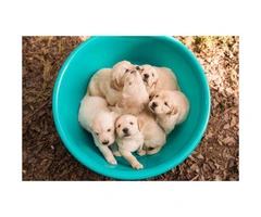 Purebred Golden Retriever puppies - 2