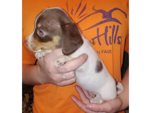 Very Sweet And Playful Mini Dachshund Puppies In Fairmont West Virginia Puppies For Sale Near Me