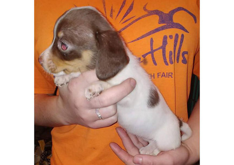 Very sweet and playful Mini Dachshund Puppies