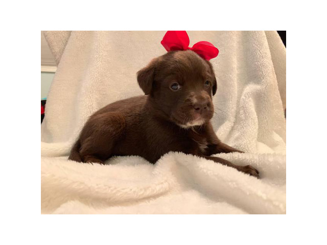 Female and male chocolate lab puppies for sale in Johnson ...