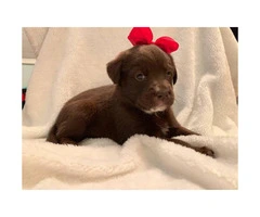 Female and male chocolate lab puppies for sale