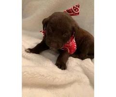 Female and male chocolate lab puppies for sale - 2