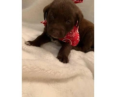 Female and male chocolate lab puppies for sale - 3