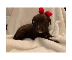 Female and male chocolate lab puppies for sale - 4