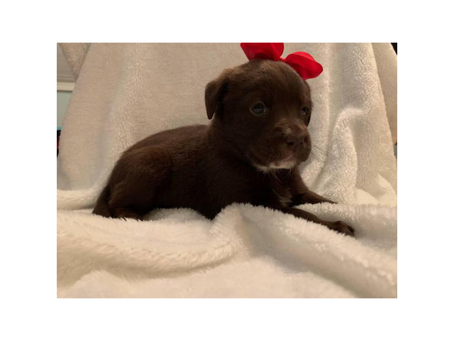 Female and male chocolate lab puppies for sale in Johnson ...