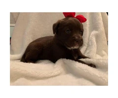 Female and male chocolate lab puppies for sale - 5