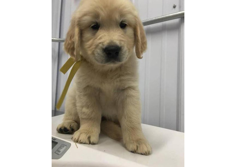 Very playful, friendly golden retriever