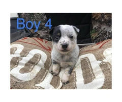 Blue heeler puppies perfect gift for valentine's day