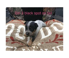 Blue heeler puppies perfect gift for valentine's day - 3