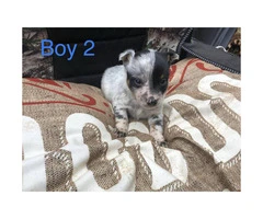 Blue heeler puppies perfect gift for valentine's day - 4