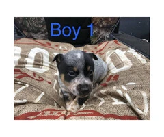 Blue heeler puppies perfect gift for valentine's day - 5