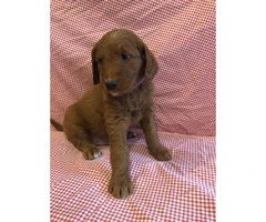 One gorgeous F1 standard goldendoodle puppy