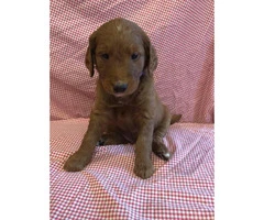 One gorgeous F1 standard goldendoodle puppy - 2