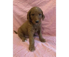One gorgeous F1 standard goldendoodle puppy - 3
