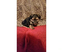 (1) Female  and  (2) Male Yorkshire Terriers (Yorkie) - 4