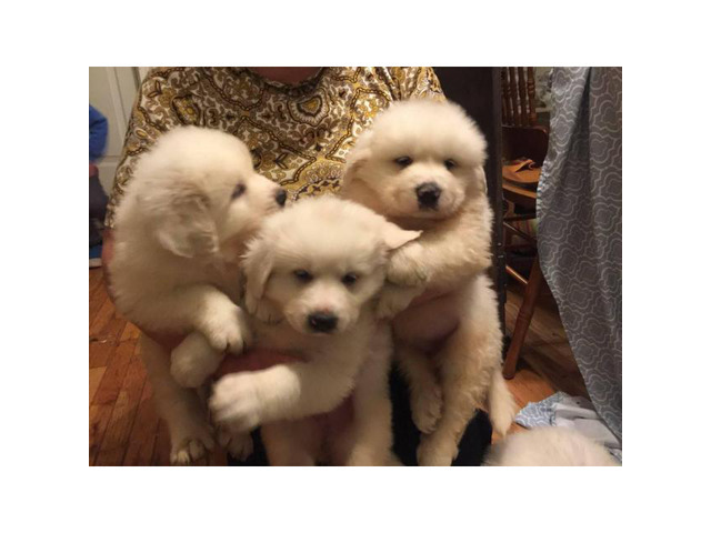 10 Great Pyrenees puppies ready to rehome in Greenville, South Carolina