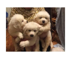 10 Great Pyrenees puppies ready to rehome