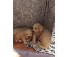10 Great Pyrenees puppies ready to rehome - 3
