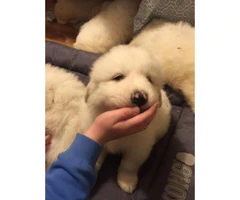 10 Great Pyrenees puppies ready to rehome - 4